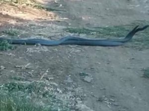 Yılanların dansı kamerada