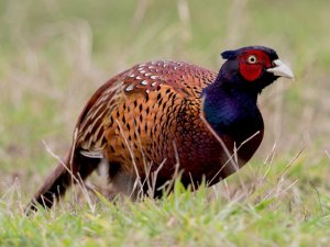 Kene avcısı 15 bin ‘sülün’ doğaya salınacak