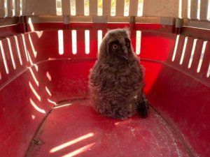 Orman baykuşu tedavi altına alındı