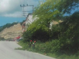 Enerji hatlarını engelleyen ağaçlarda budama çalışması yapılıyor