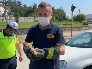 Otomobilin motor kısmına giren yavru kedileri itfaiye ekipleri kurtardı