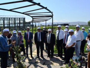 Tıbbî ve Aromatik Bitkiler Bahçesi’nde ilk hasat yapıldı