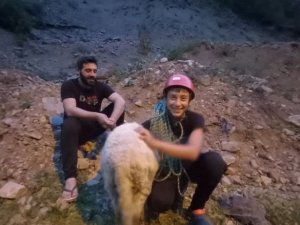 Dedesinin kayalıklarda mahsur kalan koyununu dağcı torunu kurtardı