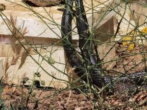 Bitlis’te dev yılanların dansı görüntülendi