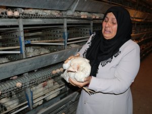 Kahramanmaraş’ta 10 bin tavuk telef oldu, sahibi ağıt yaktı