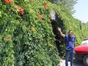 6 yıl önce diktiği sarmaşık iş yerini kapladı