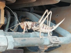 Dev çekirge görenleri şaşırttı