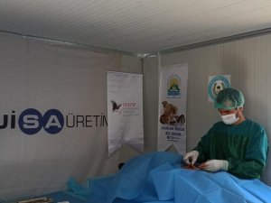 Tufanbeyli’de sokak hayvanları kısırlaştırıldı