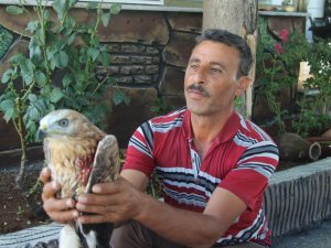 Yaralı Kızıl Şahin tedavi altına alındı