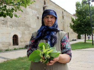 Parklardaki ıhlamur ağaçları şifa dağıtıyor