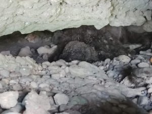 Tarsus’ta 2 su samuru ölü bulundu