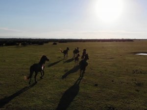 Deltada bulunan yılkı atları havadan görüntülendi