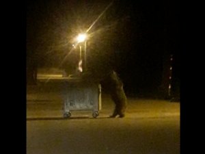 Uludağ’da ayı ailesinin karnını doyurmak için renkli anları
