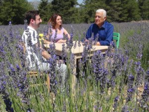 Muğla’da Lavanta sezonu açıldı