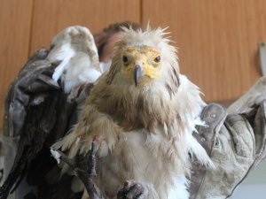 Yaralı ‘Mısır Akbabası’ tedavi altına alındı, bir daha uçamayacak