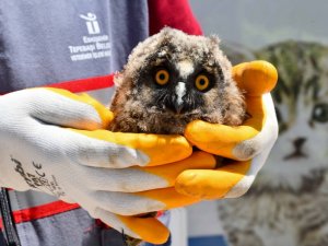 Yavru baykuş emin ellerde