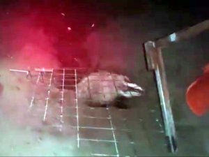 Caretta caretta yuvasına davetsiz misafir