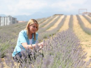 Lavanta bahçesi ziyarete açıldı