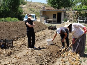 Nevşehir’de lale yumrusu hasadı başladı