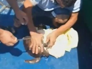 Yavru kaplumbağayı deniz temizlik ekipleri kurtardı