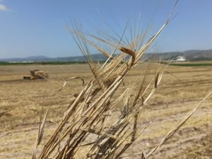Yağmurlar arpa ve buğdaya yaramadı