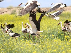 Eskişehir’de leyleklerin görsel şöleni