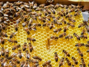 Ankara Büyükşehir Belediyesinde arıcılıkta eğitim başladı