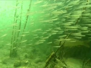 Efsanelere konu olan göl koruma altına alındı