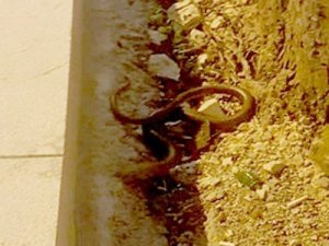 Yılan zannedilip öldürüldü