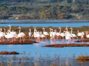 Muğla’da iki alan ‘Kesin Korunacak Hassas Alan’ statüsüne alındı