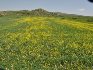 Kars’ta tarlalarda açan ’sarı çiçekler’ görsel şölen sundu