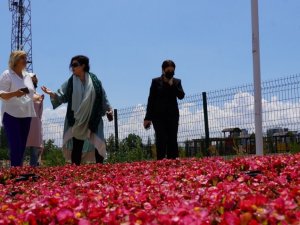 Keçiören’deki akıllı serada sebzeler ve çiçekler aynı anda üretiliyor
