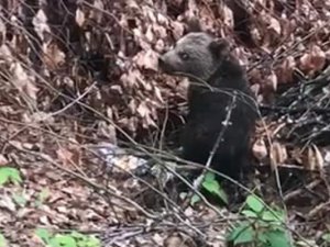 Ballı ekmekle beslenen yavru ayı koruma altında