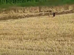 Mısır tarlasındaki domuzlar tedirginliğe neden oldu