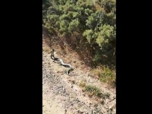 Yılanların dansı kamerada