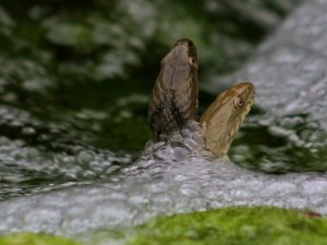 Kahramanmaraş’ta damla su yılanı görüntülendi