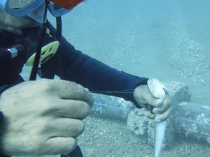 Antalya’da ‘lokum’a kurtarma operasyonu