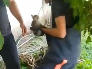 Kuyuya düşen kedi kurtarıldı
