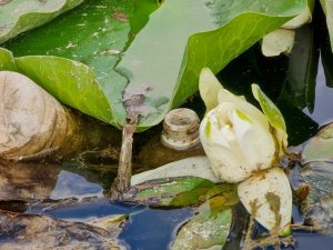 Nilüfer çiçeği ve Nilüfer Gölü yok olmakla karşı karşıya