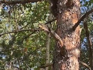 Yavru ayı orman işletme ekiplerini görünce korkudan ağaca böyle tırmandı