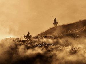 Sürülerin tozlu yolculuğu havadan görüntülendi