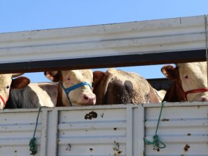 Doğu’da kurbanlık sevkiyatına sıkı denetim