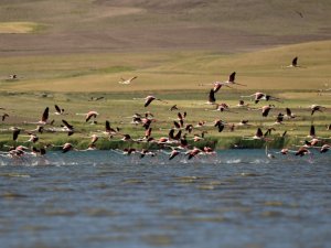 Türkülere konu olan allı turnalar Van Gölü havzasını renklendirdi