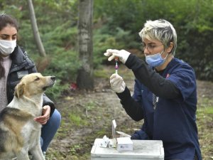 2 bin 131 köpeklere kuduz aşısı uygulandı