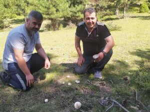 Yağışlar mantara bereket, sofralara lezzet getirdi