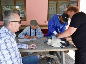 Yaren Leylek ve yavruları artık uydudan takip edilecek