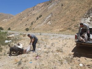 Hakkari’de sokak hayvanlarına yiyecek bırakıldı