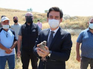 Kapadokya’da vadilere 850 adet keklik salındı