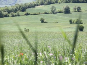 Prof. Dr. Orman: “Toprak, gıdanın sigortasıdır”