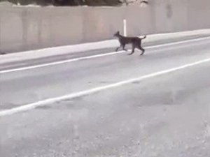 Yozgat’ta kara yoluna inen vaşak görüntülendi